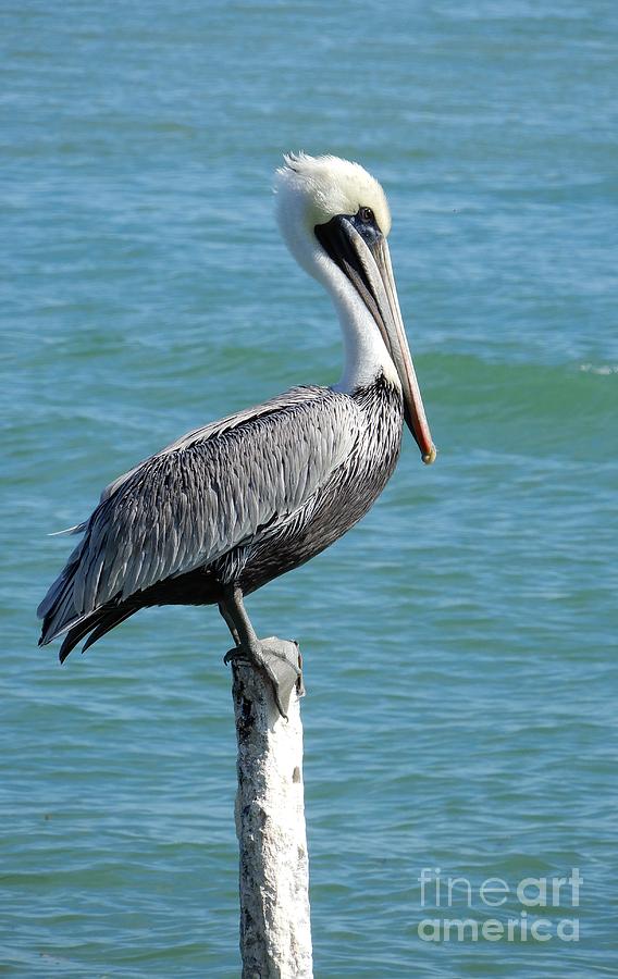 Pretty Pelican on Pier Pole Photograph by Carol Groenen