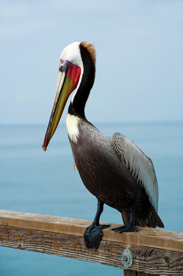 Pretty Pelican Photograph by Windy Osborn