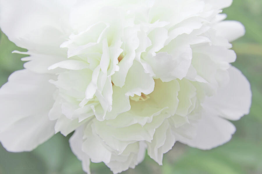 Pretty Peony Flower in White  Photograph by Jennie Marie Schell