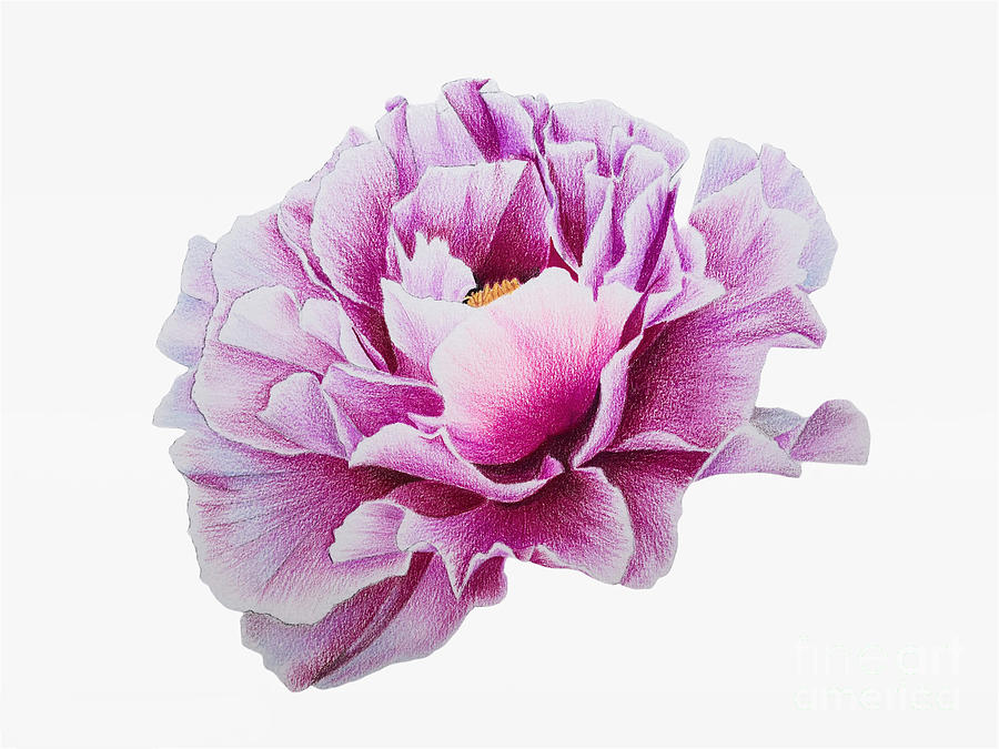 NicholeArtworks Pretty Peony Painting by Nichole L | Fine Art America