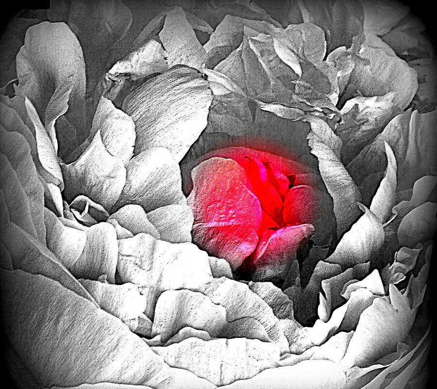 PRETTY PEONY -  SelectiveColor Photograph by VIVA Anderson