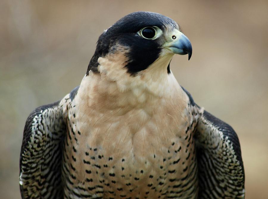 Pretty Peregrine Profile Photograph by Richard Bryce and Family