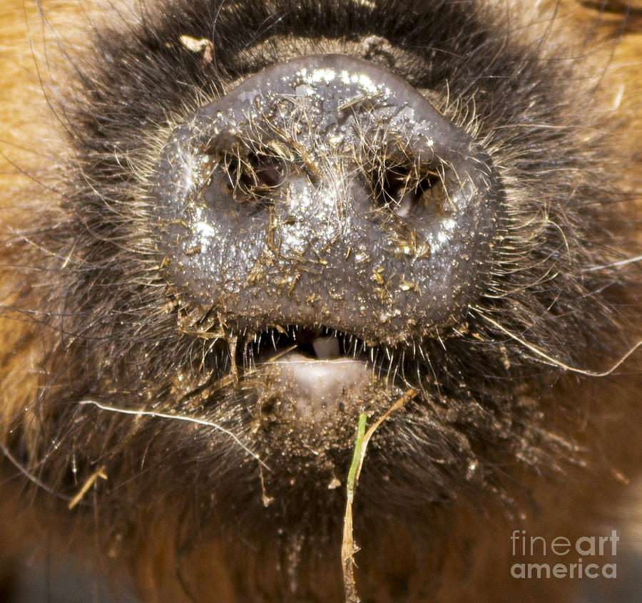 Pretty Piggy Face Fellinlove Farm Photograph by Lori Ann Thwing