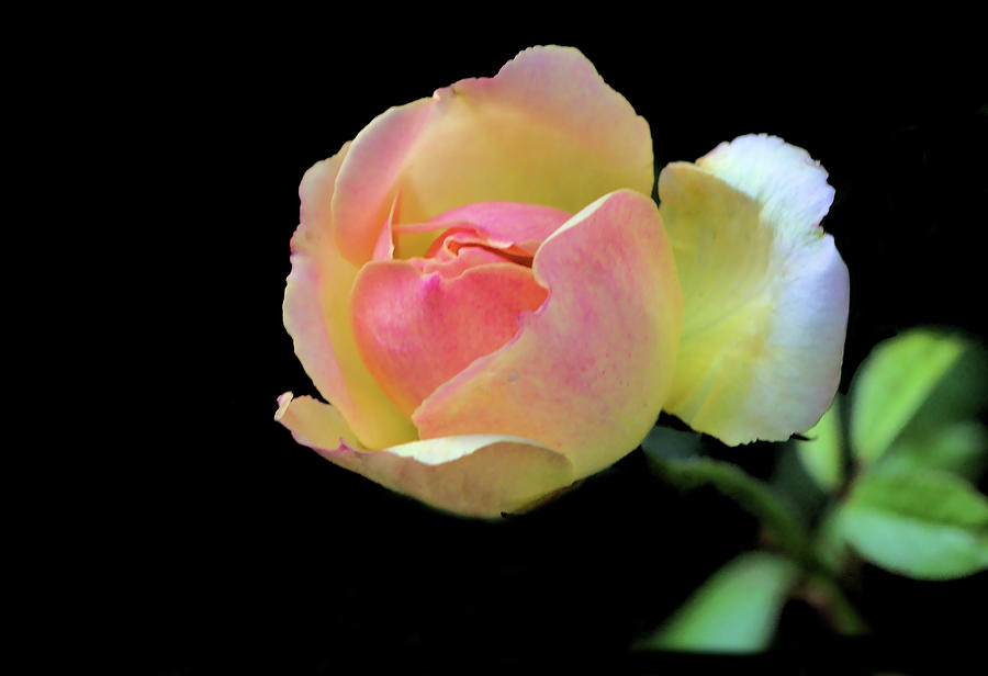 Pretty Pink and Yellow Rose on Black Photograph by Jeremy Hayden