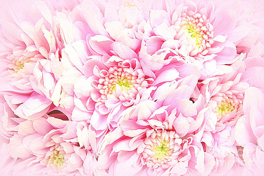 Pretty Pink Blossoms Photograph by Dora Sofia Caputo