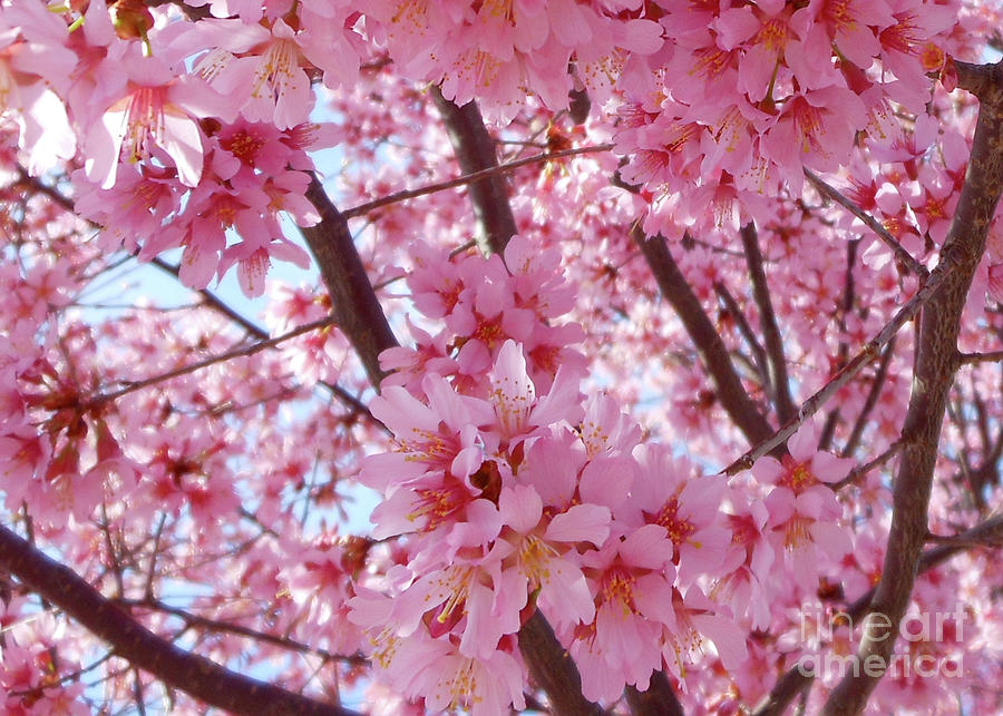 Cherry Blossoms Photograph - Pretty Pink Cherry Blossom Tree by Kristin Aquariann