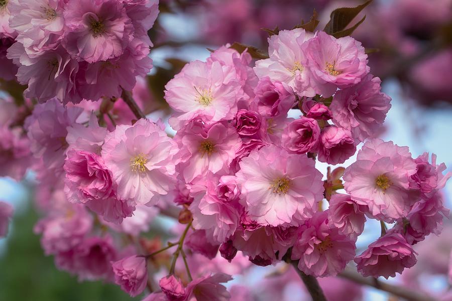 Pretty pastel pink cherry blossoms Photograph by Lynn Hopwood
