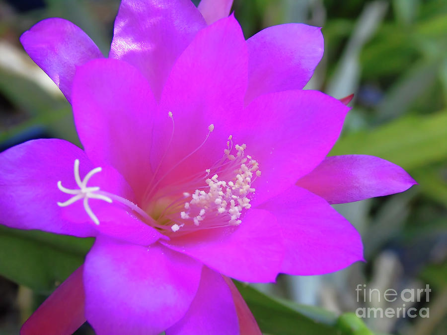 Pretty Pink Christmas Cactus Photograph by D Hackett