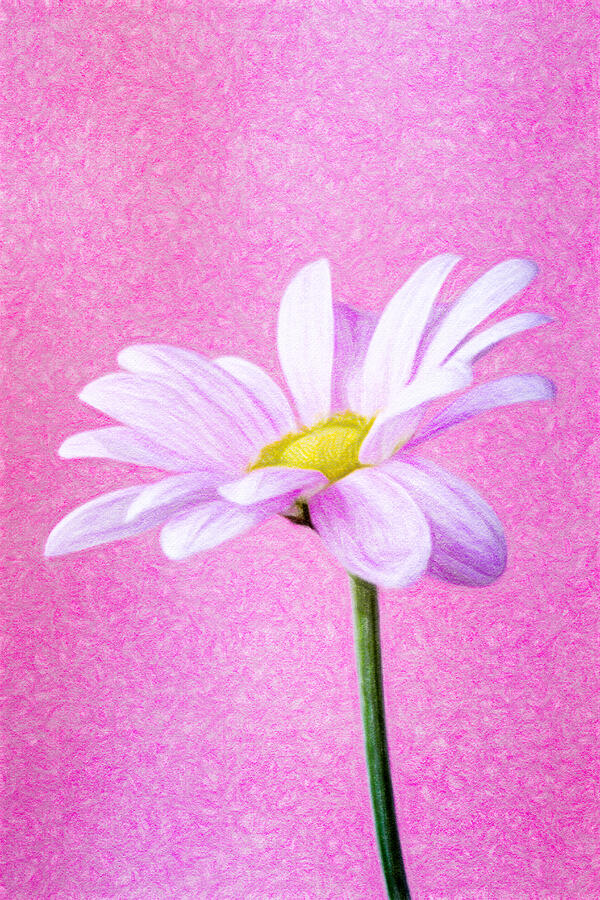 Pretty Pink Chrysanth Mixed Media by Tanya C Smith