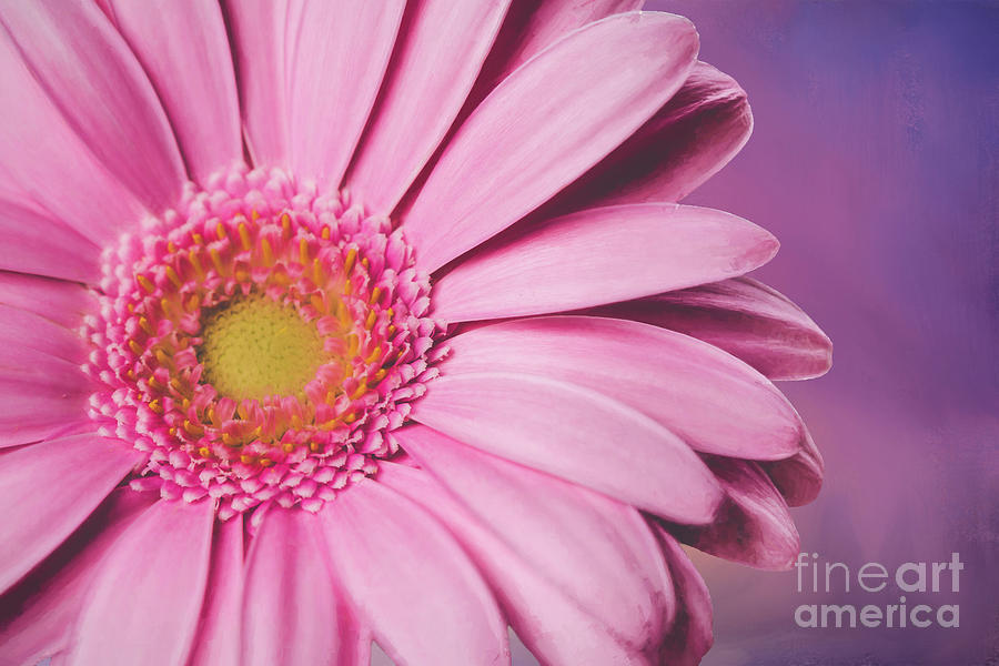 Pretty Pink Daisy is a piece of digital artwork by Elisabeth Lucas which wa...