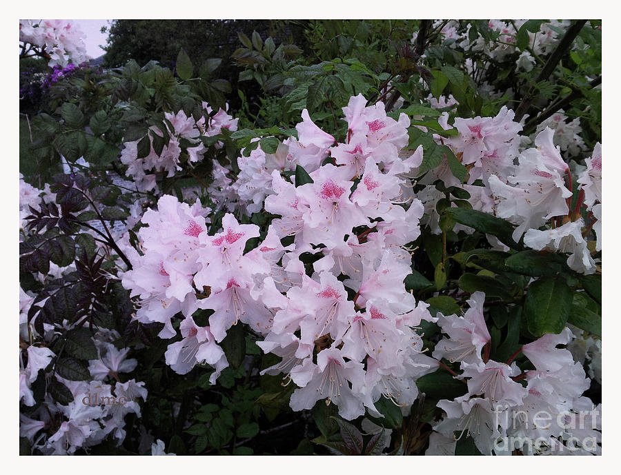 Pretty Pink Flowers  Photograph by Donna L Munro