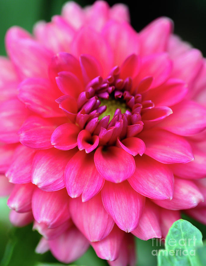 Pretty Pink Garden Dahlia Photograph