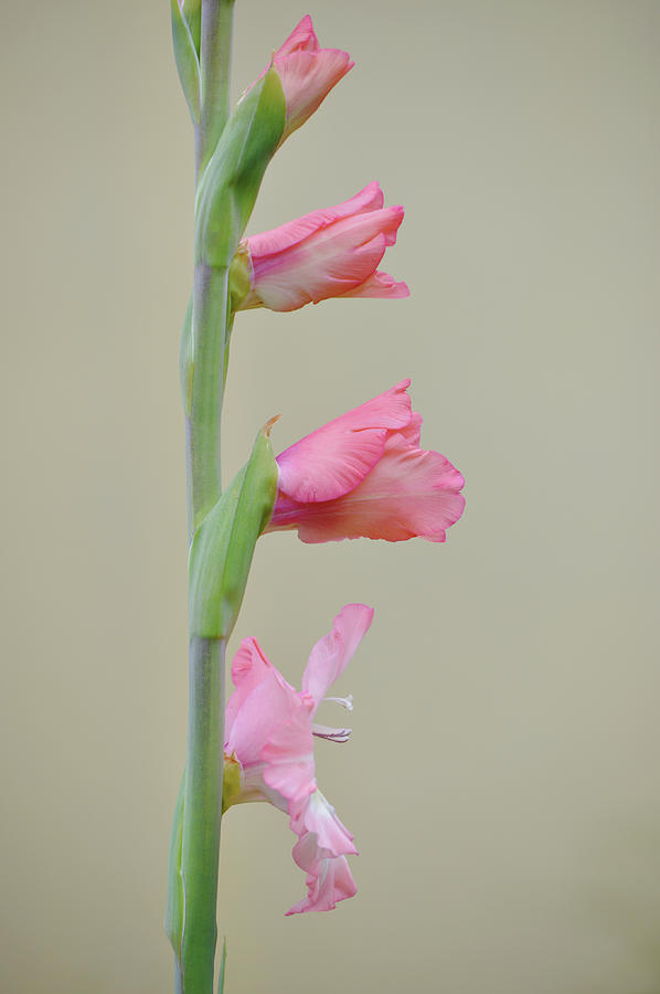 Pretty Pink Gladiolus Flowers Profile On The Stalk Photograph