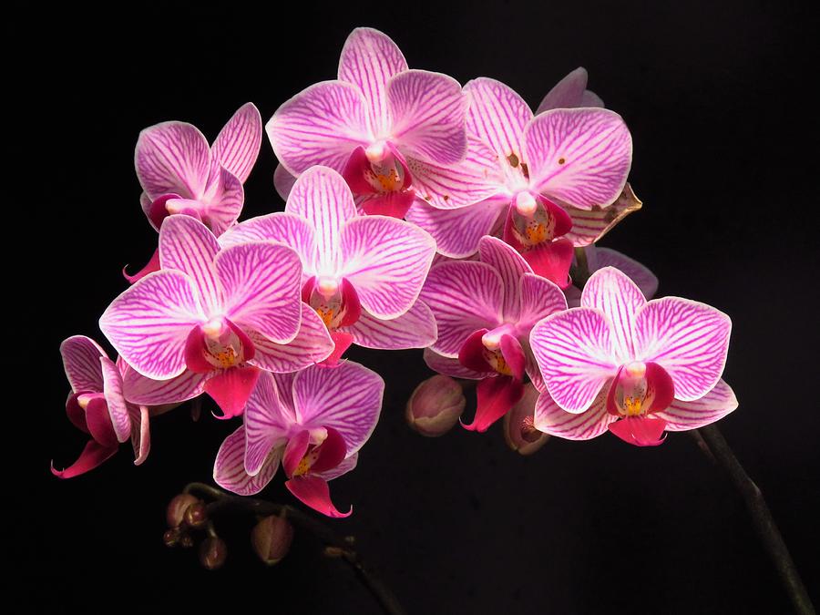 Pretty Pink Orchids  Photograph by Lori Frisch