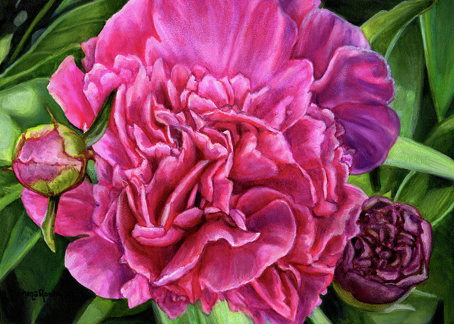 Pretty Pink Peonies Drawing by Shana Rowe Jackson