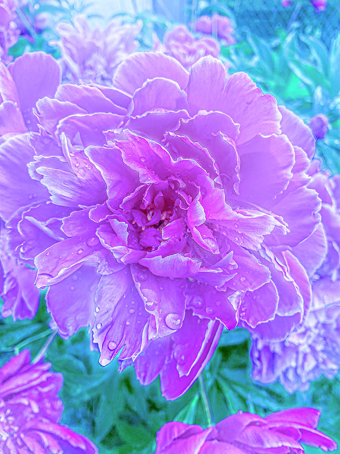 Pretty Pink Peony Photograph by Diane Lindon Coy