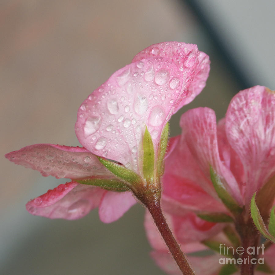 Pretty Pink Petals Photograph by Ella Kaye Dickey