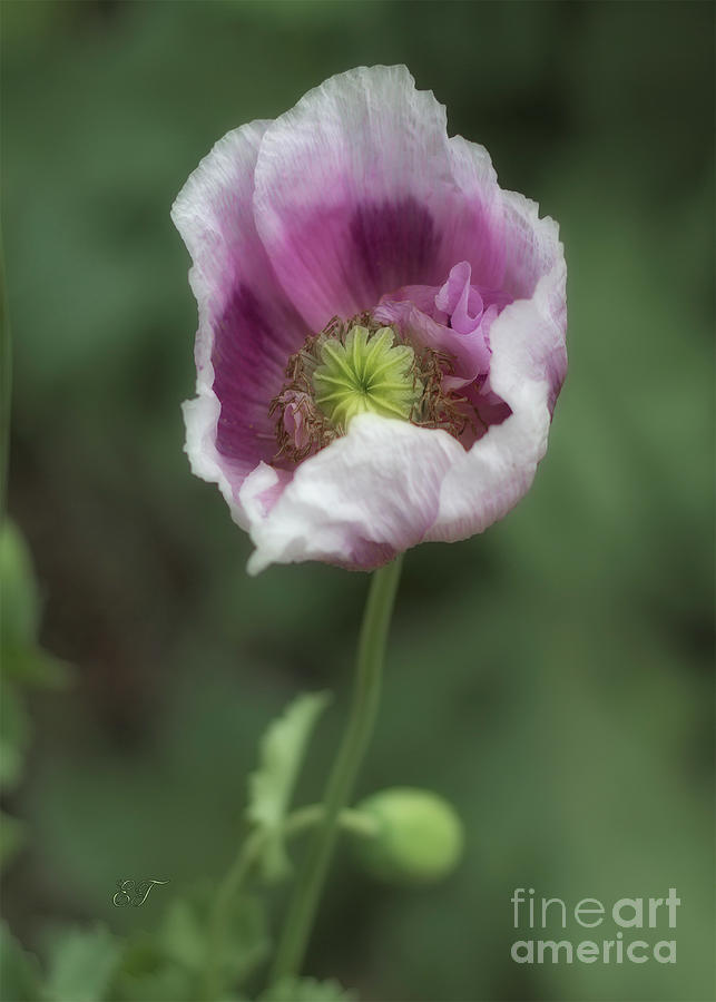 Pretty Pink Poppy Photograph by Elaine Teague