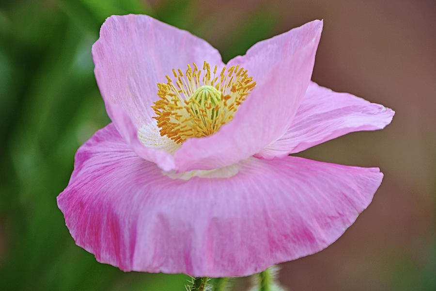 Pretty Pink Poppy With Skirt Photograph