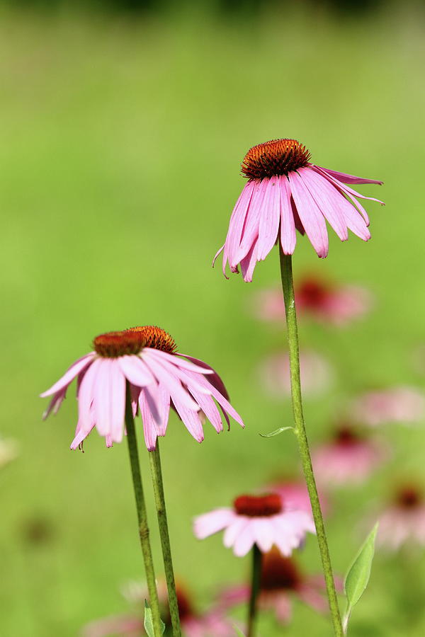 Pretty Pink Prairie Photograph by Lens Art Photography By Larry Trager