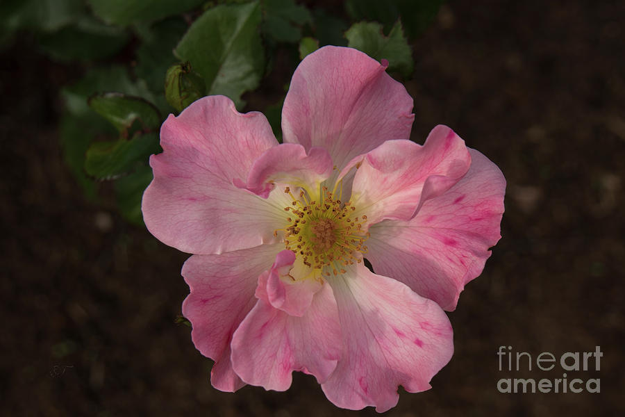 Pretty Pink Rose Photograph by Elaine Teague