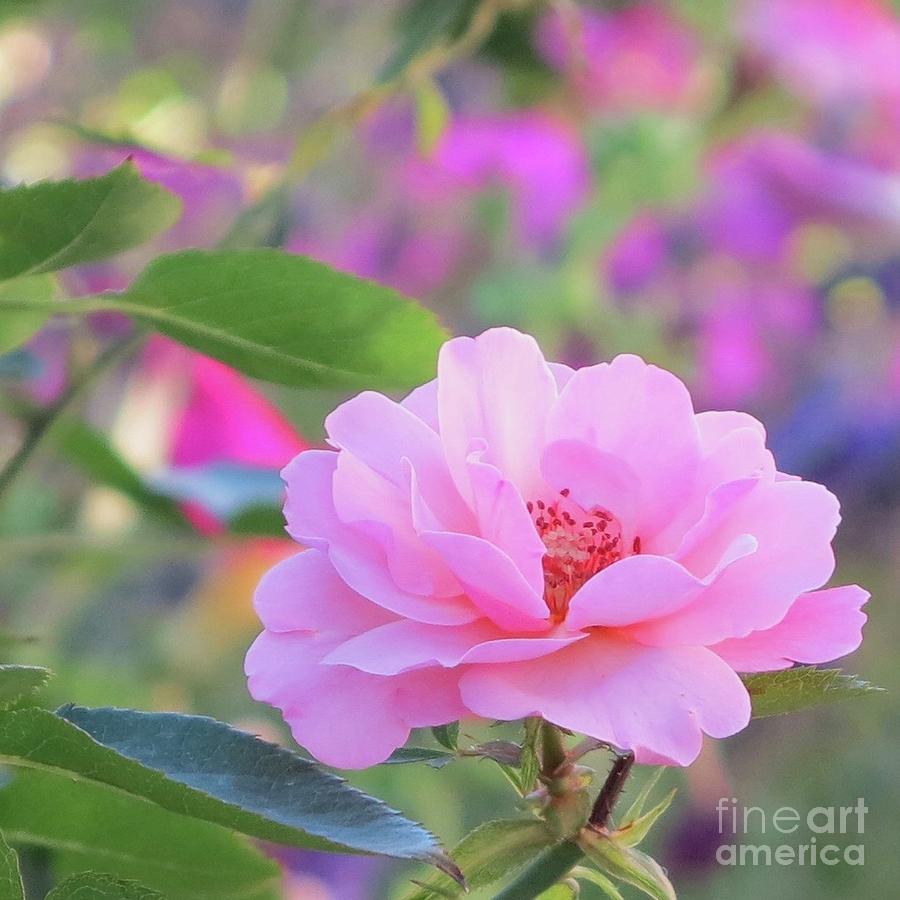 Pretty Pink Rose Photograph