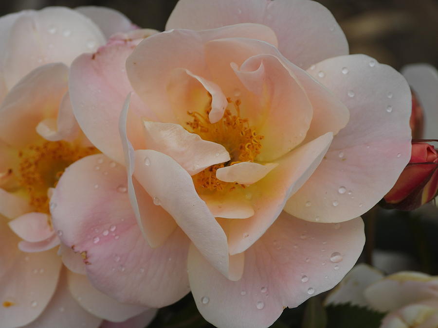 Pretty Pink Roses 2 Photograph by Amanda R Wright