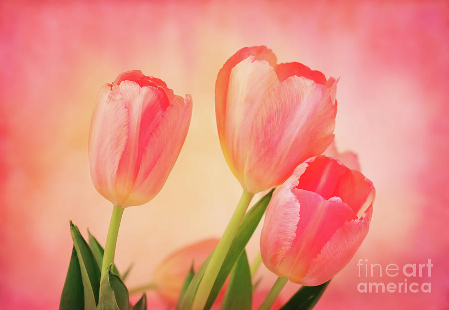 Pretty Pink Tulips Photograph by Ava Reaves