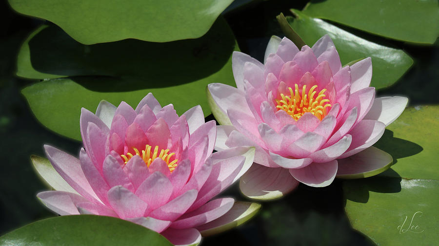 Water Lily Photograph - Pretty Pink Water Lilies by D Lee