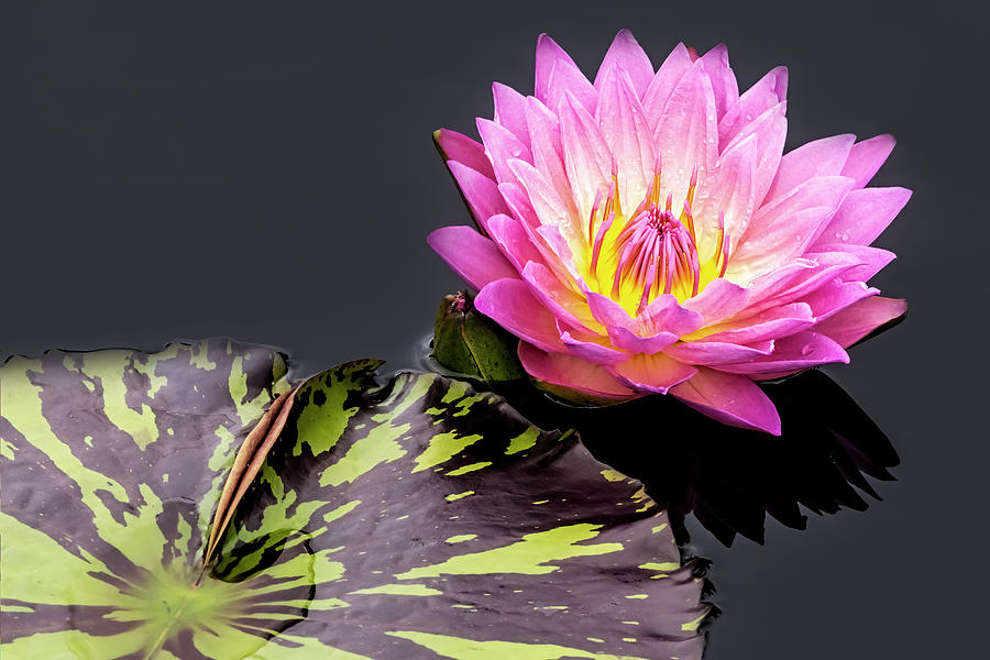 Pretty Pink Waterlily Photograph by Susan Candelario