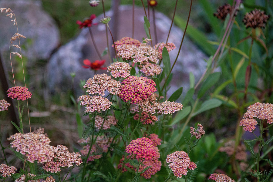 Pretty Pink Yarrow in the Spring Garden Flower Art by Omashte Photograph by Omaste Witkowski