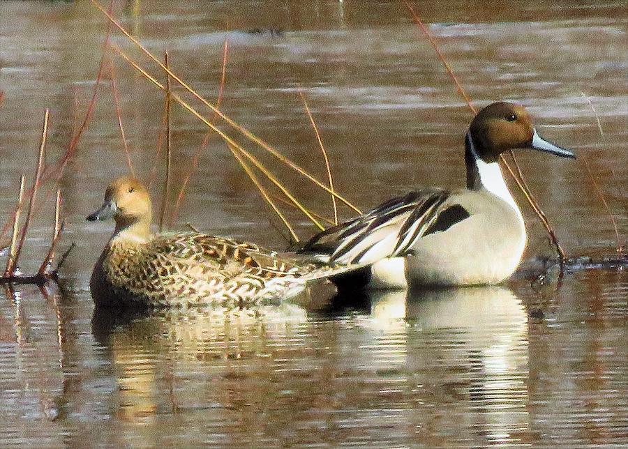 Pretty Pintails  Photograph by Lori Frisch