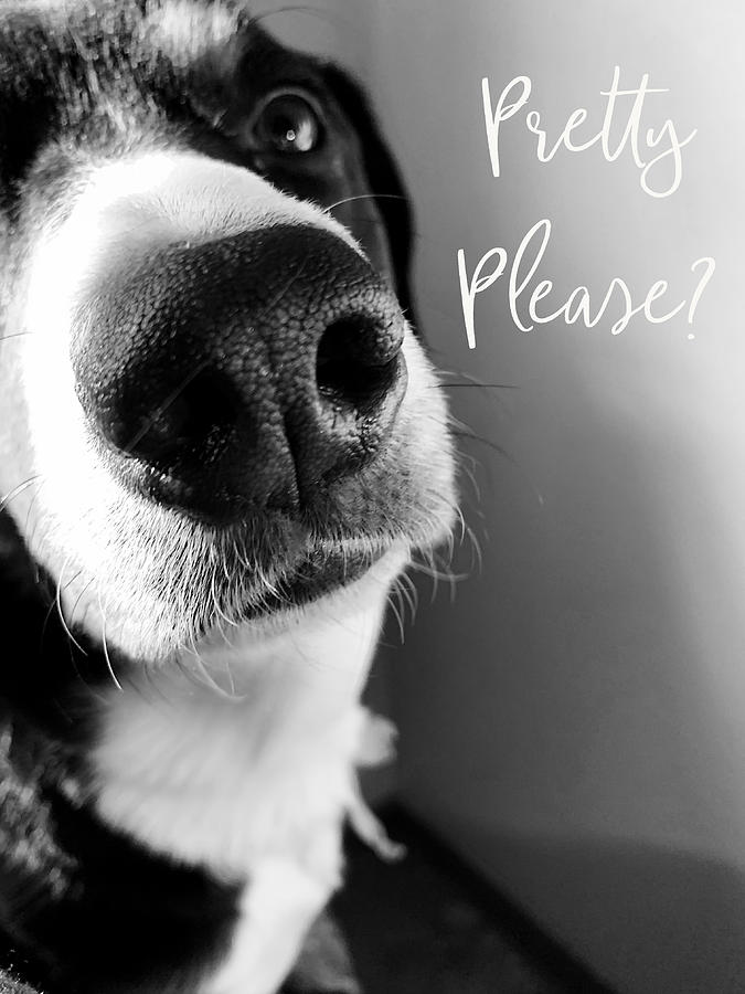 Pretty Please Dog Word Art Photograph