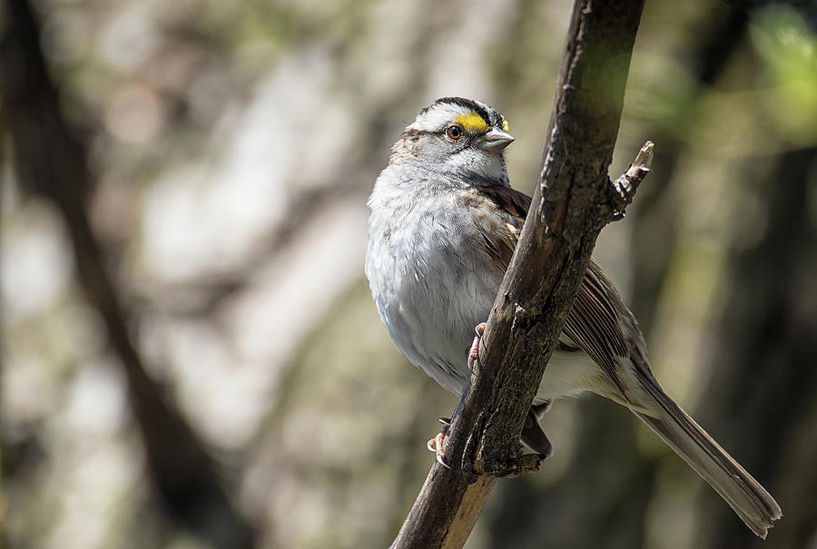 Sparrow Photograph - Pretty Plumage - White-throated Sparrow - Zonotrichia albicollis by Spencer Bush