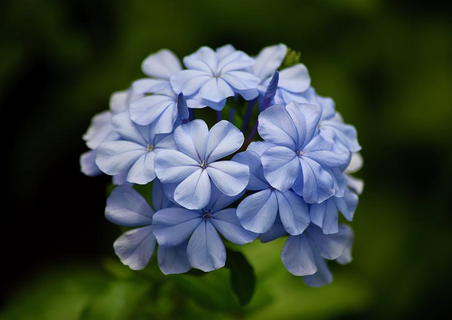 Pretty Plumbago Photograph by Richard Bryce and Family