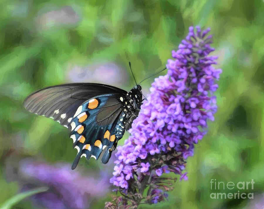 Pretty Pollinator - Pipevine Swallowtail Butterfly Photograph by Kerri Farley