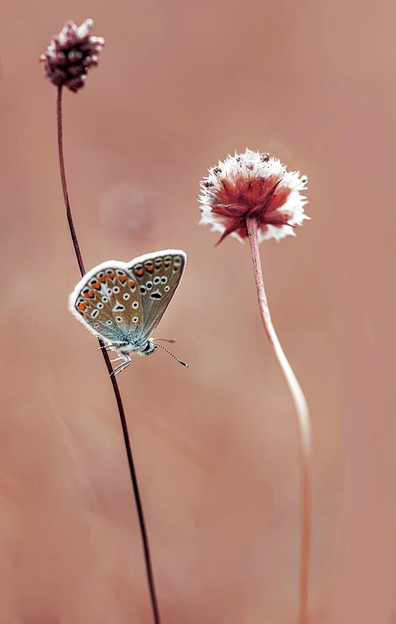 Pretty Polyommatus icarus butterfly Photograph by Jaroslaw Blaminsky