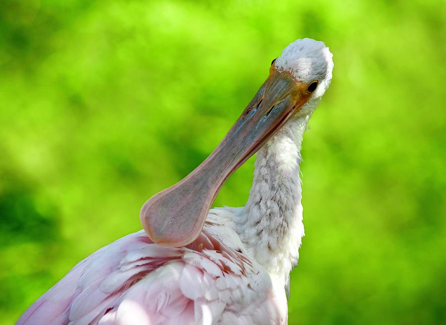 Bird Photograph - Pretty Preening Spoonbill by Richard Bryce and Family