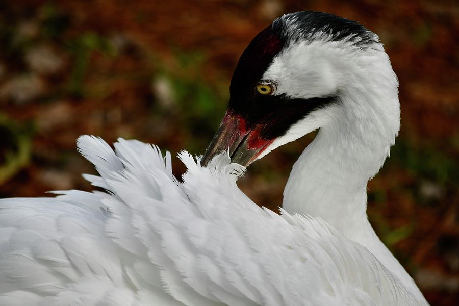 Crane Photograph - Pretty Preening Whooping Crane by Richard Bryce and Family