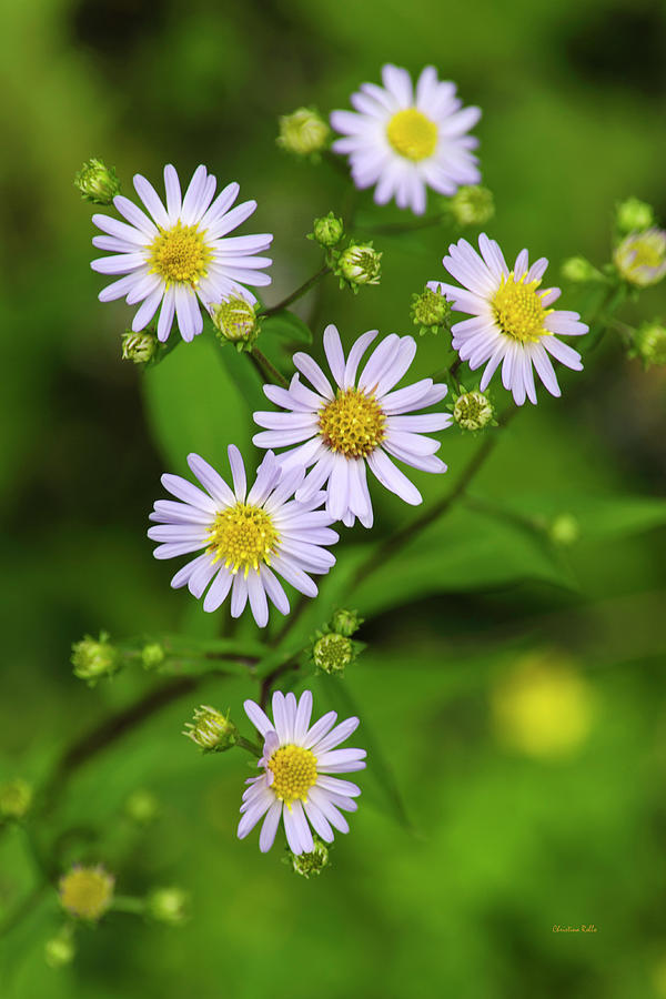 Pretty Purple Aster Flowers Photograph by Christina Rollo