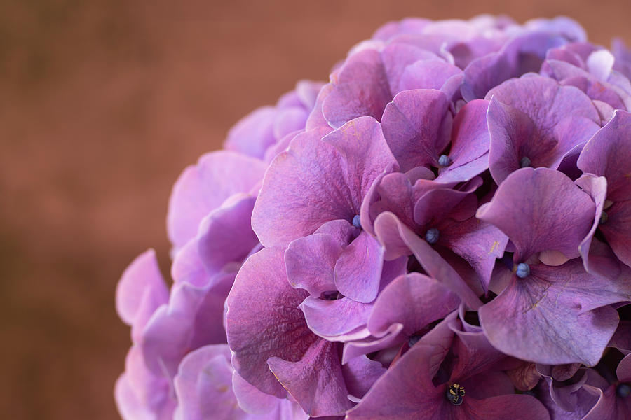 Pretty Purple Hydrangea Photograph by Tina Horne Pretty Purple Hydrangea Photograph by Tina Horne