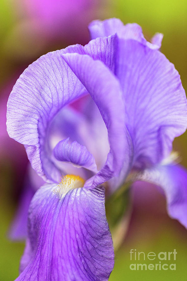 Pretty Purple Iris Photograph