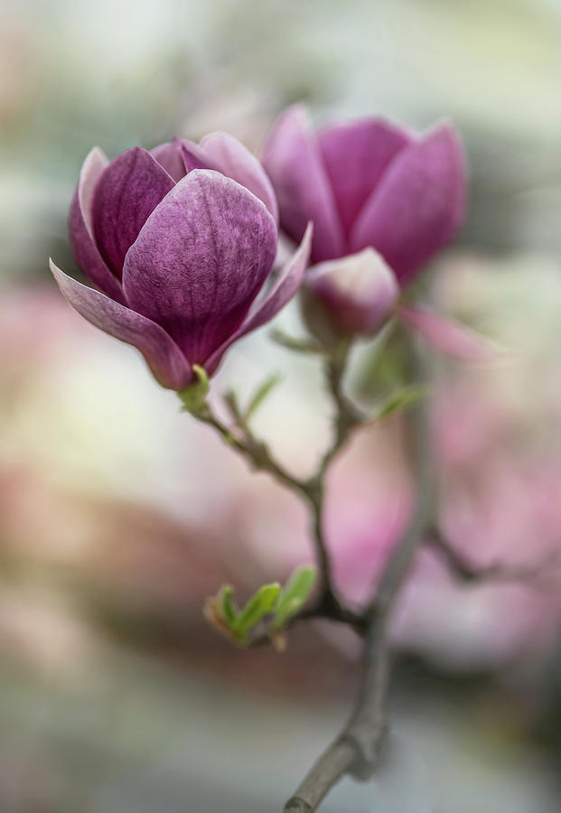 Pretty Purple Magnolia Photograph by Jaroslaw Blaminsky