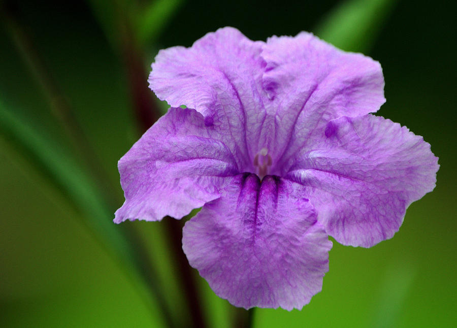 Pretty Purple Mexican Petunia Flower Photograph