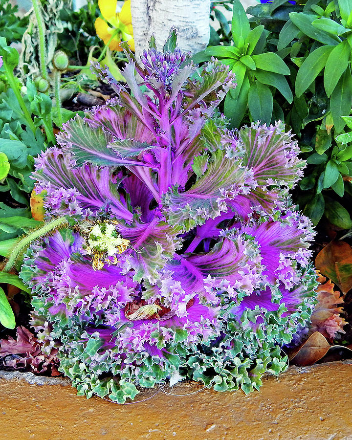 Pretty Purple Plant Photograph by Andrew Lawrence