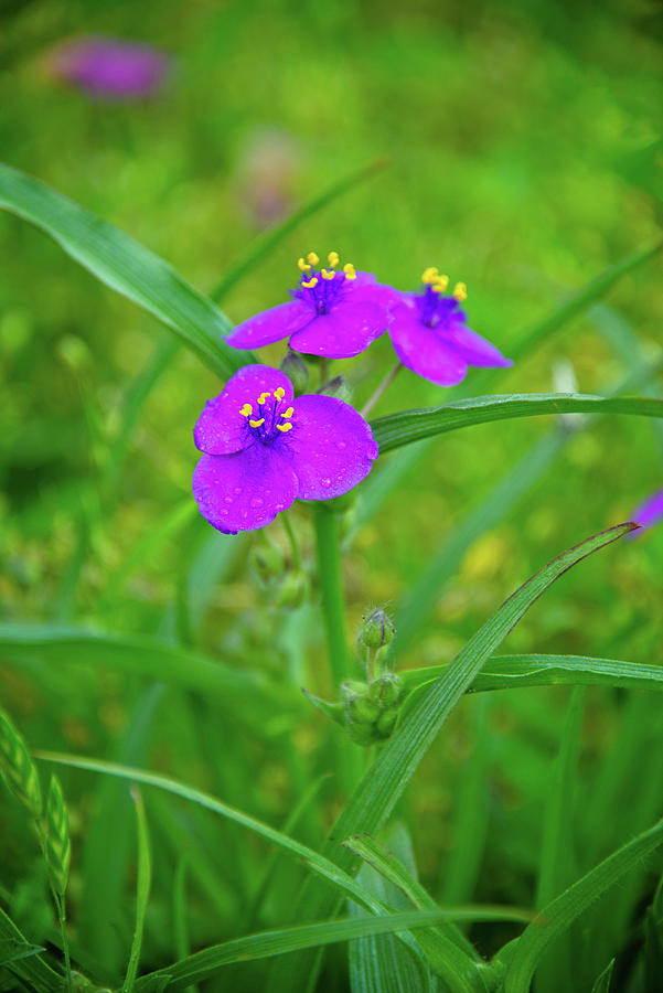 Pretty Purple Spiderwort  Photograph by Lynn Bauer