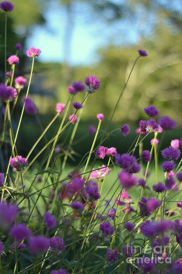 Flower Photograph - Pretty Purples by Miriam Danar
