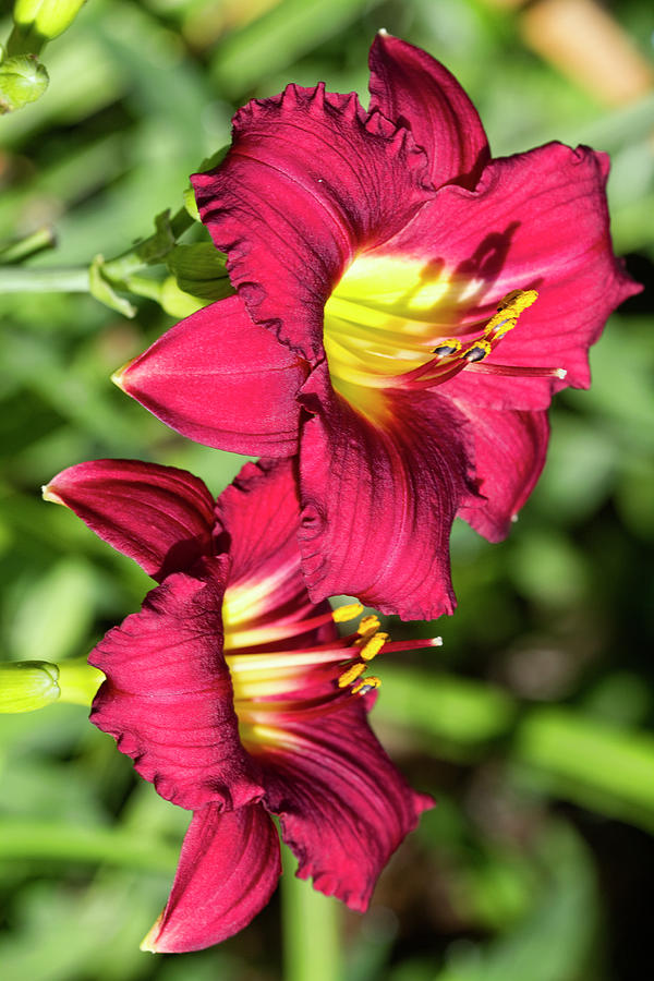 Pretty Red Daylilies Photograph by Kathy Clark