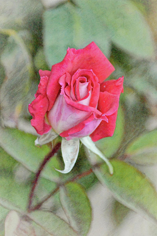 Pretty Red Pink Rose from Up Top Portrait Digital Art by Gaby Ethington