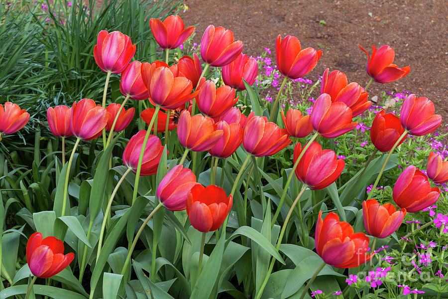Pretty Red Tulips Photograph by Elaine Teague